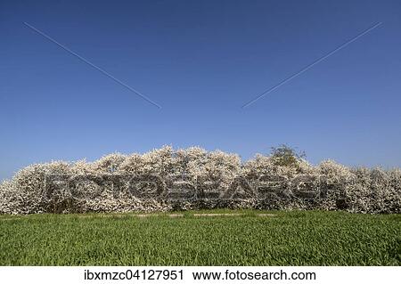 Blossoming Hawthorn hedge (Crataegus) against blue sky, Middle Franconia, Bavaria, Germany, Europe View Large Photo Image Stock Image - Blossoming Hawthorn hedge (Crataegus) against blue sky, Middle Franconia, Bavaria, Germany, Europe. Fotosearch