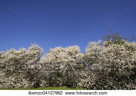 Blossoming Hawthorn hedge (Crataegus) against blue sky, Middle Franconia, Bavaria, Germany, Europe View Large Photo Image Stock Image - Blossoming Hawthorn hedge (Crataegus) against blue sky, Middle Franconia, Bavaria, Germany, Europe. Fotosearch