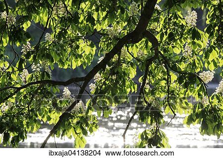 Blossoming Horse Chestnut (Aesculus carnea), Germany, Europe View Large Photo Image Picture - Blossoming Horse Chestnut (Aesculus carnea), Germany, Europe. Fotosearch