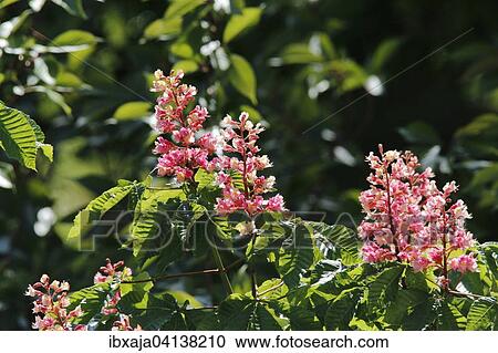 Blossoming Horse Chestnut (Aesculus carnea), Germany, Europe View Large Photo Image Stock Image - Blossoming Horse Chestnut (Aesculus carnea), Germany, Europe. Fotosearch