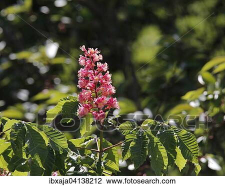 Blossoming Horse Chestnut (Aesculus carnea), Germany, Europe View Large Photo Image Stock Image - Blossoming Horse Chestnut (Aesculus carnea), Germany, Europe. Fotosearch