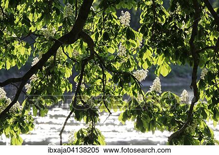 Stock Photography - Blossoming Horse Chestnut (Aesculus carnea), Germany, Europe. Fotosearch