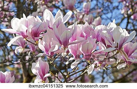 Blossoming Magnolia (Magnolia), municipal park Lahr, Baden-Wurttemberg, Germany, Europe View Large Photo Image Stock Photography - Blossoming Magnolia (Magnolia), municipal park Lahr, Baden-Wurttemberg, Germany, Europe. Fotosearch