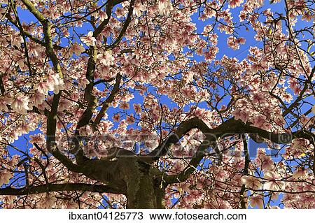 Stock Image - Blossoming magnolia tree, Saucer magnolia (Magnolia x soulangeana), magnolia flowers against blue sky, Germany, Europe. Fotosearch