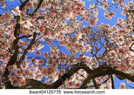 Stock Photograph - Blossoming magnolia tree, Saucer magnolia (Magnolia x soulangeana), magnolia flowers against blue sky, Germany, Europe. Fotosearch