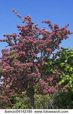 Blossoming Midland Hawthorn (Crataegus laevigata), Bavaria, Germany, Europe View Large Photo Image Stock Photography - Blossoming Midland Hawthorn (Crataegus laevigata), Bavaria, Germany, Europe. Fotosearch