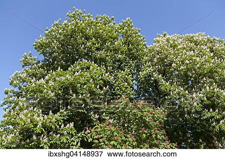 Blossoming Red Horse-chestnut (Aesculus x carnea, Aesculus carnea) and White Horse-chestnut (Aesculus hippocastanum), Lower Saxony, Germany, Europe View Large Photo Image Stock Photo - Blossoming Red Horse-chestnut (Aesculus x carnea, Aesculus carnea) and White Horse-chestnut (Aesculus hippocastanum), Lower Saxony, Germany, Europe. Fotosearch