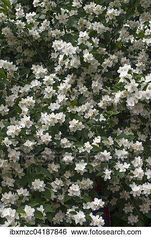 Blossoming Sweet Mock-orange, or English Dogwood (Philadelphus coronarius), Bavaria, Germany, Europe View Large Photo Image Stock Photograph - Blossoming Sweet Mock-orange, or English Dogwood (Philadelphus coronarius), Bavaria, Germany, Europe. Fotosearch