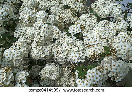 Blossoming Vanhoutte spirea (Spiraea x vanhouttei), Bavaria, Germany, Europe View Large Photo Image Stock Photo - Blossoming Vanhoutte spirea (Spiraea x vanhouttei), Bavaria, Germany, Europe. Fotosearch