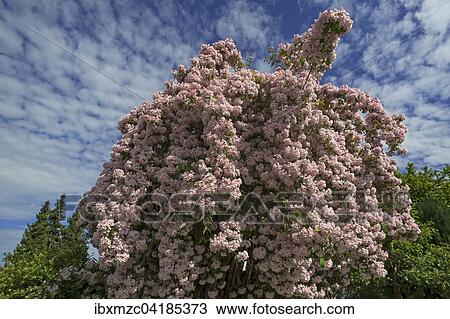 Blossoming Weigela (Weigela florida) against cloudy sky, Bavaria, Germany, Europe View Large Photo Image Stock Image - Blossoming Weigela (Weigela florida) against cloudy sky, Bavaria, Germany, Europe. Fotosearch