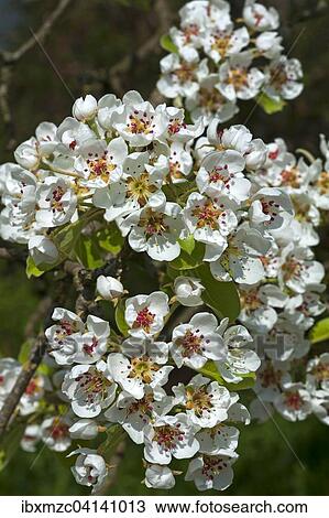 Blossoms of a Common Pear (Pyrus communis), Bavaria, Germany, Europe View Large Photo Image Stock Image - Blossoms of a Common Pear (Pyrus communis), Bavaria, Germany, Europe. Fotosearch