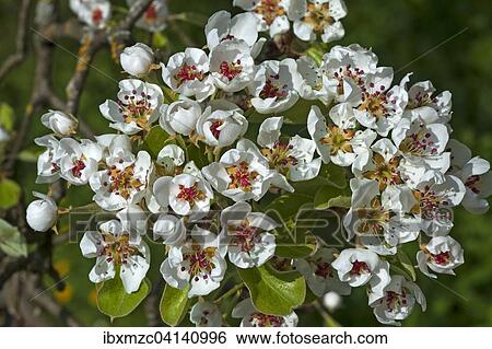 Blossoms of a Common Pear (Pyrus communis), Bavaria, Germany, Europe View Large Photo Image Stock Photograph - Blossoms of a Common Pear (Pyrus communis), Bavaria, Germany, Europe. Fotosearch