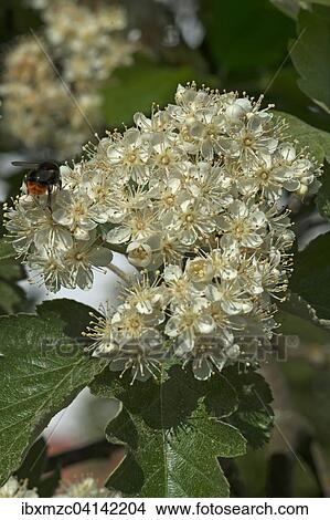 Blossoms of Common Whitebeam (Sorbus aria), Bavaria, Germany, Europe View Large Photo Image Picture - Blossoms of Common Whitebeam (Sorbus aria), Bavaria, Germany, Europe. Fotosearch