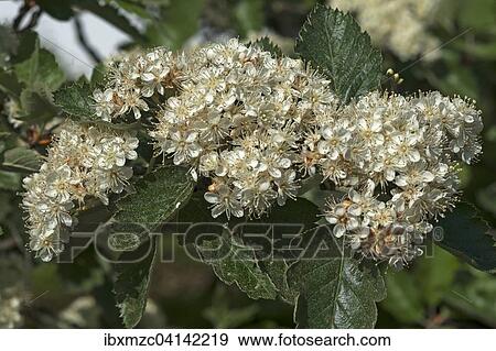 Blossoms of Common Whitebeam (Sorbus aria), Bavaria, Germany, Europe View Large Photo Image Stock Photo - Blossoms of Common Whitebeam (Sorbus aria), Bavaria, Germany, Europe. Fotosearch