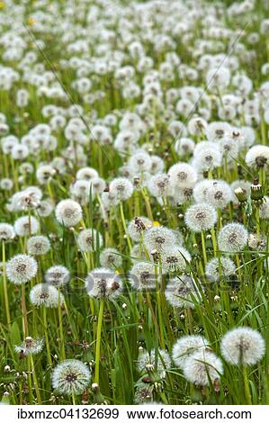 Blowballs, withered Dandelion (Taraxacum sect. Ruderalia) in a meadow, Bavaria, Germany, Europe View Large Photo Image Stock Photo - Blowballs, withered Dandelion (Taraxacum sect. Ruderalia) in a meadow, Bavaria, Germany, Europe. Fotosearch