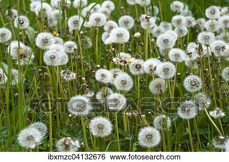 Blowballs, withered Dandelion (Taraxacum sect. Ruderalia) in a meadow, Bavaria, Germany, Europe View Large Photo Image Stock Photograph - Blowballs, withered Dandelion (Taraxacum sect. Ruderalia) in a meadow, Bavaria, Germany, Europe. Fotosearch