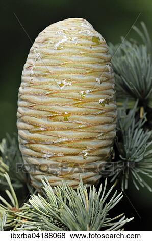 Blue Atlas cedar (Cedrus atlantica cv. glauca), needles and unripe cones, North Rhine-Westphalia, Germany, Europe View Large Photo Image Stock Photo - Blue Atlas cedar (Cedrus atlantica cv. glauca), needles and unripe cones, North Rhine-Westphalia, Germany, Europe. Fotosearch