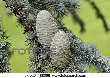 Blue Atlas cedar (Cedrus atlantica cv. glauca), needles and unripe cones, North Rhine-Westphalia, Germany, Europe View Large Photo Image Stock Photograph - Blue Atlas cedar (Cedrus atlantica cv. glauca), needles and unripe cones, North Rhine-Westphalia, Germany, Europe. Fotosearch