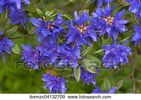 Blue Azalea flowers (Azalea), Bavaria, Germany, Europe View Large Photo Image Stock Photo - Blue Azalea flowers (Azalea), Bavaria, Germany, Europe. Fotosearch