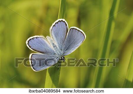 Blue butterfly (Lycaenidae), Baden-Wurttemberg, Germany, Europe View Large Photo Image Picture - Blue butterfly (Lycaenidae), Baden-Wurttemberg, Germany, Europe. Fotosearch