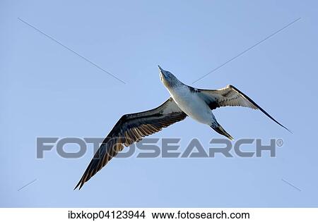 Blue-footed booby (Sula nebouxii), Punta Moreno, Isabela Island, Galapagos Islands, Ecuador, South America View Large Photo Image Picture - Blue-footed booby (Sula nebouxii), Punta Moreno, Isabela Island, Galapagos Islands, Ecuador, South America. Fotosearch