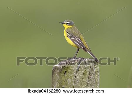 Blue headed wagtail (Motacilla flava flava), female on pole, Bislicher Island, North Rhine-Westphalia, Germany, Europe View Large Photo Image Stock Image - Blue headed wagtail (Motacilla flava flava), female on pole, Bislicher Island, North Rhine-Westphalia, Germany, Europe. Fotosearch