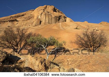 Blue-leaved corkwood (Commiphora glaucescens) and Shepherd's tree (Boscia albitrunca) within the rock formations of Spitzkoppe, Damaraland, Namibia, Africa View Large Photo Image Picture - Blue-leaved corkwood (Commiphora glaucescens) and Shepherd's tree (Boscia albitrunca) within the rock formations of Spitzkoppe, Damaraland, Namibia, Africa. Fotosearch
