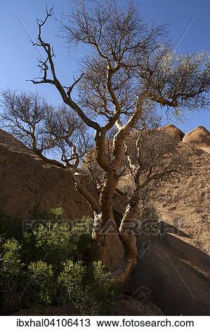 Blue-leaved corkwood (Commiphora glaucescens), Spitzkoppe, Damaraland, Namibia, Africa View Large Photo Image Stock Image - Blue-leaved corkwood (Commiphora glaucescens), Spitzkoppe, Damaraland, Namibia, Africa. Fotosearch