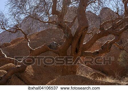 Blue-leaved corkwood (Commiphora glaucescens), Spitzkoppe, Damaraland, Namibia, Africa View Large Photo Image Stock Photo - Blue-leaved corkwood (Commiphora glaucescens), Spitzkoppe, Damaraland, Namibia, Africa. Fotosearch