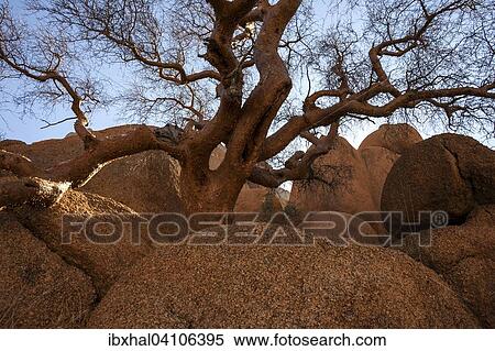 Blue-leaved corkwood (Commiphora glaucescens), Spitzkoppe, Damaraland, Namibia, Africa View Large Photo Image Stock Photography - Blue-leaved corkwood (Commiphora glaucescens), Spitzkoppe, Damaraland, Namibia, Africa. Fotosearch