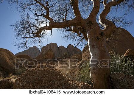 Blue-leaved corkwood (Commiphora glaucescens), backlight, Spitzkoppe, Damaraland, Namibia, Africa View Large Photo Image Stock Photography - Blue-leaved corkwood (Commiphora glaucescens), backlight, Spitzkoppe, Damaraland, Namibia, Africa. Fotosearch