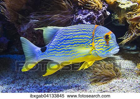 Blue-lined Sea Bream (Symphorichthys spilurus), captive View Large Photo Image Stock Photography - Blue-lined Sea Bream (Symphorichthys spilurus), captive. Fotosearch