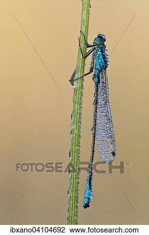 Blue-tailed damselfly (Ischnura elegans), Burgenland, Austria, Europe View Large Photo Image Stock Image - Blue-tailed damselfly (Ischnura elegans), Burgenland, Austria, Europe. Fotosearch