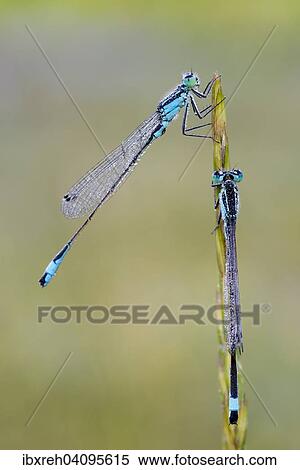 Blue-tailed Damselfly (Ischnura elegans), two males, Burgenland, Austria, Europe View Large Photo Image Stock Photography - Blue-tailed Damselfly (Ischnura elegans), two males, Burgenland, Austria, Europe. Fotosearch