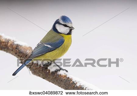 Stock Image - Blue Tit (Cyanistes caeruleus, Parus caeruleus) on branch, snow, Thuringian Forest, Thuringia, Germany, Europe. Fotosearch