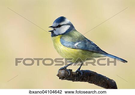 Stock Image - Blue Tit (Parus caeruleus), Tyrol, Austria, Europe. Fotosearch