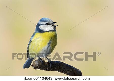 Stock Image - Blue Tit (Parus caeruleus), Tyrol, Austria, Europe. Fotosearch