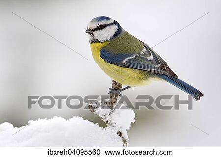 Blue Tit (Parus caeruleus), Tyrol, Austria, Europe View Large Photo Image Stock Image - Blue Tit (Parus caeruleus), Tyrol, Austria, Europe. Fotosearch