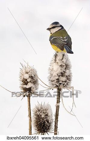 Blue Tit (Parus caeruleus), Tyrol, Austria, Europe View Large Photo Image Stock Image - Blue Tit (Parus caeruleus), Tyrol, Austria, Europe. Fotosearch