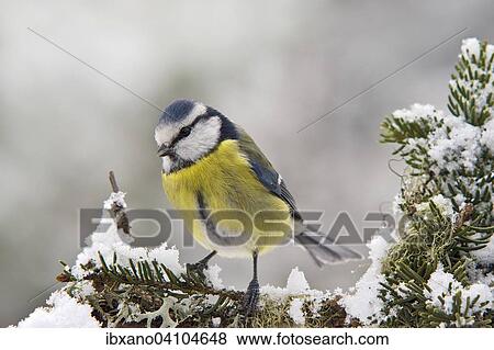 Blue Tit (Parus caeruleus), Tyrol, Austria, Europe View Large Photo Image Stock Photo - Blue Tit (Parus caeruleus), Tyrol, Austria, Europe. Fotosearch