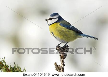 Blue Tit (Parus caeruleus), Tyrol, Austria, Europe View Large Photo Image Stock Photo - Blue Tit (Parus caeruleus), Tyrol, Austria, Europe. Fotosearch