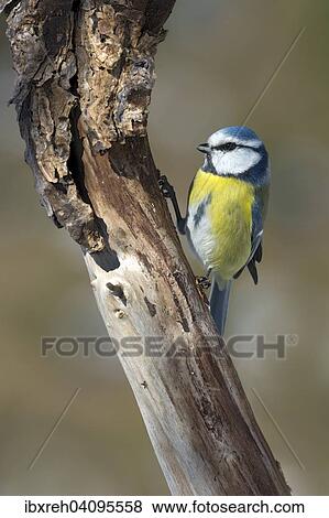 Blue Tit (Parus caeruleus), Tyrol, Austria, Europe View Large Photo Image Stock Photo - Blue Tit (Parus caeruleus), Tyrol, Austria, Europe. Fotosearch