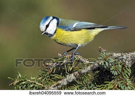 Blue Tit (Parus caeruleus), Tyrol, Austria, Europe View Large Photo Image Stock Photo - Blue Tit (Parus caeruleus), Tyrol, Austria, Europe. Fotosearch