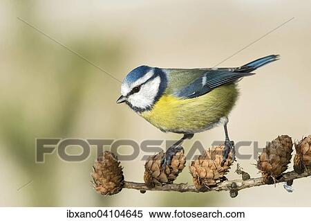 Blue Tit (Parus caeruleus), Tyrol, Austria, Europe View Large Photo Image Stock Photography - Blue Tit (Parus caeruleus), Tyrol, Austria, Europe. Fotosearch