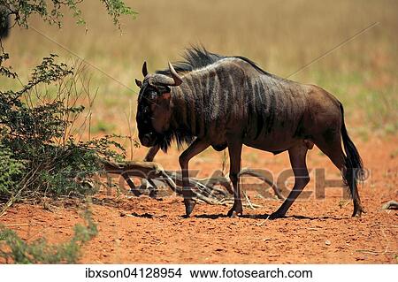 Blue Wildebeest (Connochaetes taurinus), adult, Tswalu Game Reserve, Kalahari Desert, North Cape, South Africa, Africa View Large Photo Image Picture - Blue Wildebeest (Connochaetes taurinus), adult, Tswalu Game Reserve, Kalahari Desert, North Cape, South Africa, Africa. Fotosearch