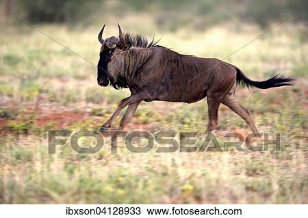 Blue Wildebeest (Connochaetes taurinus), adult, running, Tswalu Game Reserve, Kalahari Desert, North Cape, South Africa, Africa View Large Photo Image Stock Image - Blue Wildebeest (Connochaetes taurinus), adult, running, Tswalu Game Reserve, Kalahari Desert, North Cape, South Africa, Africa. Fotosearch
