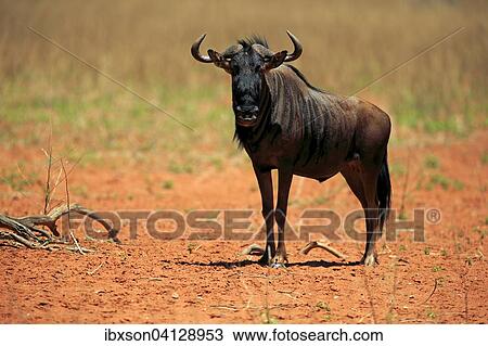 Blue Wildebeest (Connochaetes taurinus), adult, Tswalu Game Reserve, Kalahari Desert, North Cape, South Africa, Africa View Large Photo Image Stock Image - Blue Wildebeest (Connochaetes taurinus), adult, Tswalu Game Reserve, Kalahari Desert, North Cape, South Africa, Africa. Fotosearch