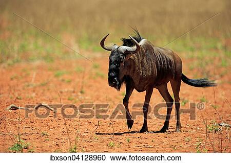 Blue Wildebeest (Connochaetes taurinus), adult, running, Tswalu Game Reserve, Kalahari Desert, North Cape, South Africa, Africa View Large Photo Image Stock Image - Blue Wildebeest (Connochaetes taurinus), adult, running, Tswalu Game Reserve, Kalahari Desert, North Cape, South Africa, Africa. Fotosearch
