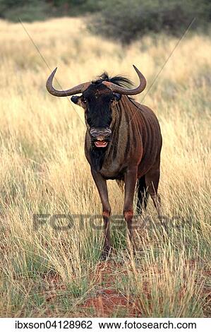 Blue Wildebeest (Connochaetes taurinus), adult, flehming, Tswalu Game Reserve, Kalahari Desert, North Cape, South Africa, Africa View Large Photo Image Stock Image - Blue Wildebeest (Connochaetes taurinus), adult, flehming, Tswalu Game Reserve, Kalahari Desert, North Cape, South Africa, Africa. Fotosearch