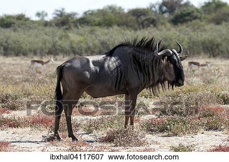 Stock Photo - Blue Wildebeest (Connochaetes taurinus), Etosha National Park, Namibia, Africa. Fotosearch